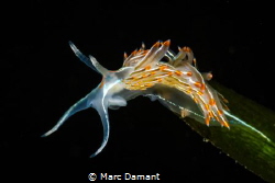 Into the fire! Opalescent Nudibranch on Eel grass. by Marc Damant 